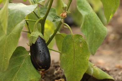 One ripe eggplant with water drops growing on stem outdoors