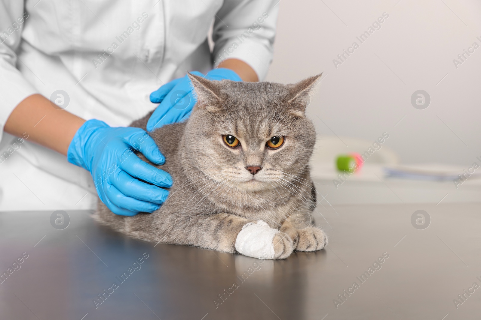 Photo of Veterinarian holding cute scottish straight cat with bandage on paw at table indoors, closeup