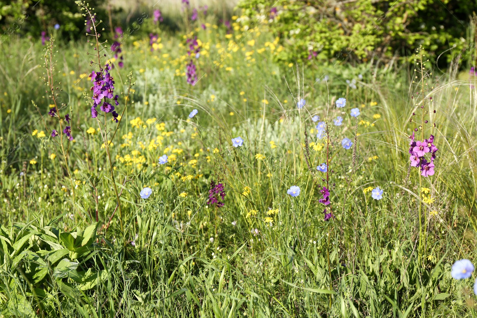 Photo of Beautiful flowers growing in meadow on sunny day