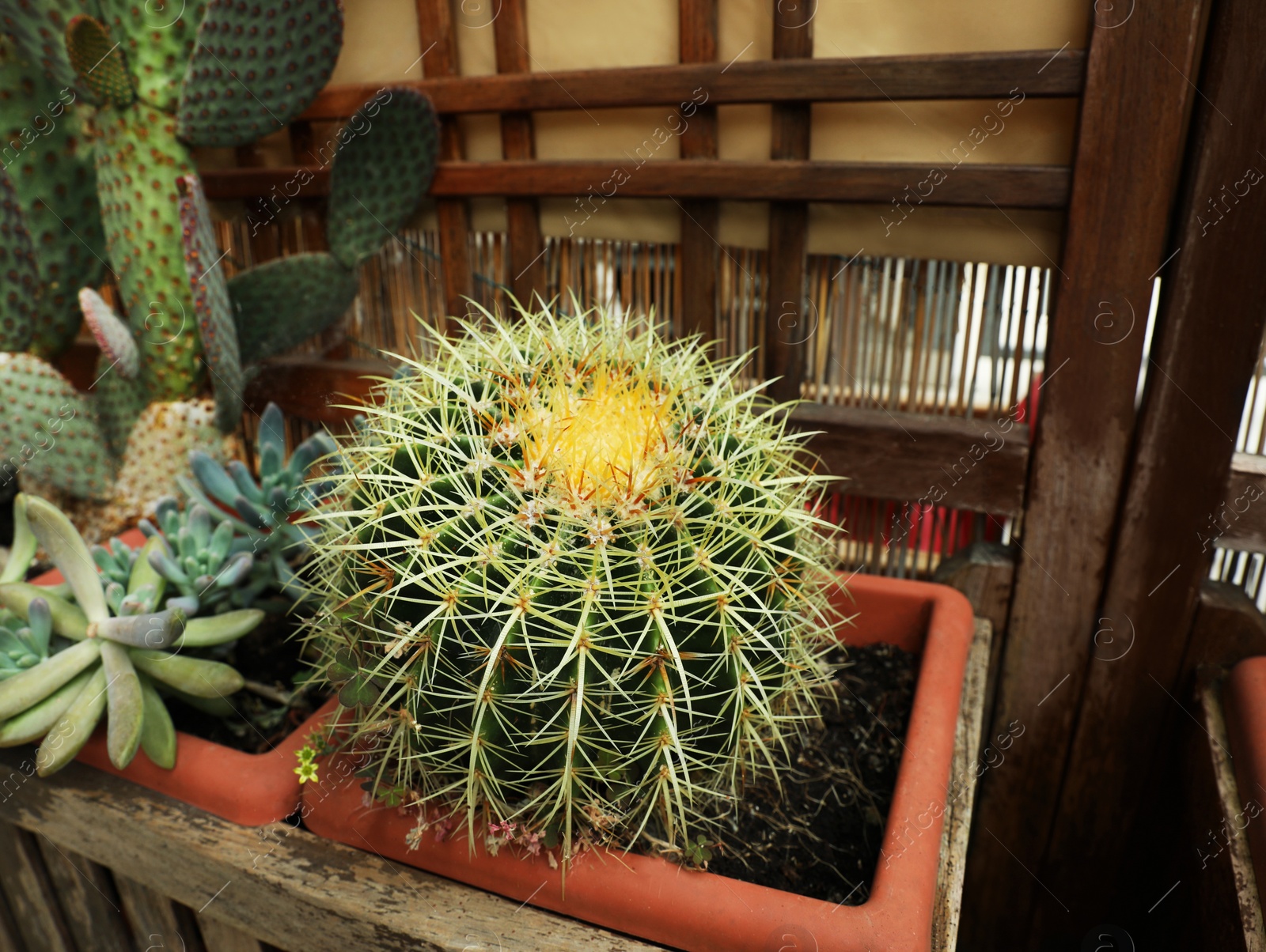 Photo of Beautiful green cactus in pot indoors, closeup