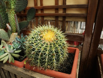 Photo of Beautiful green cactus in pot indoors, closeup