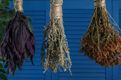 Bunches of different dry herbs hanging on blue background