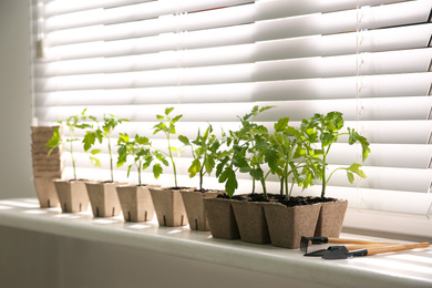 Photo of Gardening tools and green tomato seedlings in peat pots on white windowsill indoors