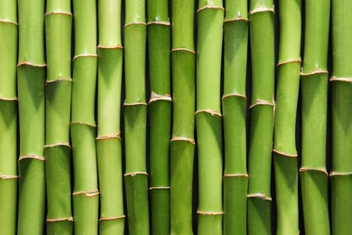 Photo of Green bamboo stems as background, top view