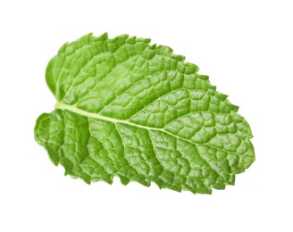 Fresh green mint leaf isolated on white