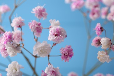 Beautiful dyed gypsophila flowers on light blue background, closeup