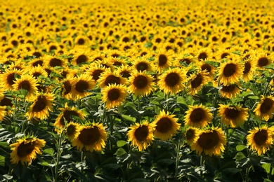 Many beautiful sunflowers in field on sunny day