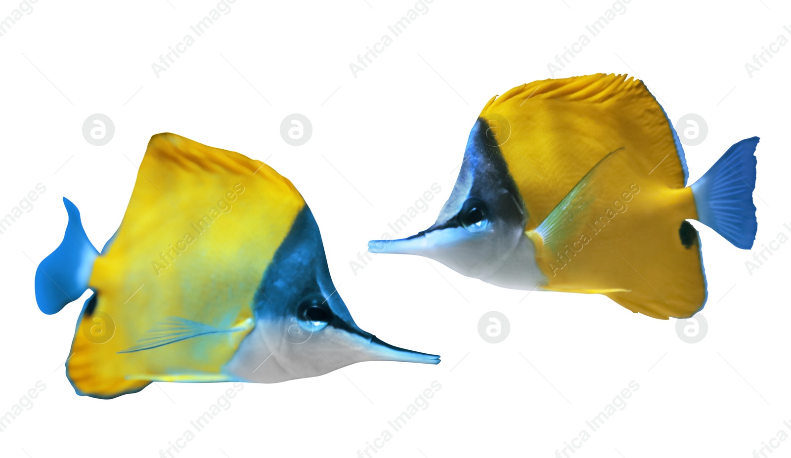 Image of Collage of beautiful yellow longnose butterfly fish on white background