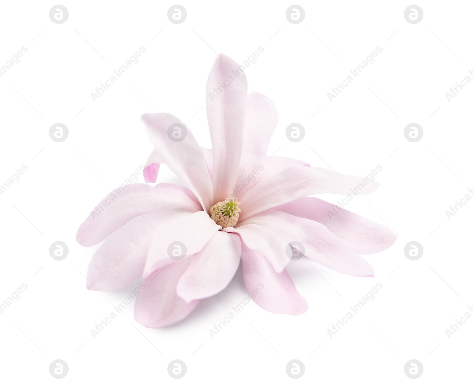 Photo of Beautiful pink magnolia flower isolated on white