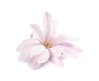 Beautiful pink magnolia flower isolated on white
