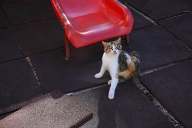 Photo of Beautiful calico cat near chair on rubber tiles outdoors. Stray animal