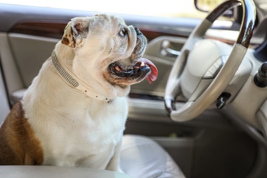 Photo of Adorable funny English bulldog inside modern car