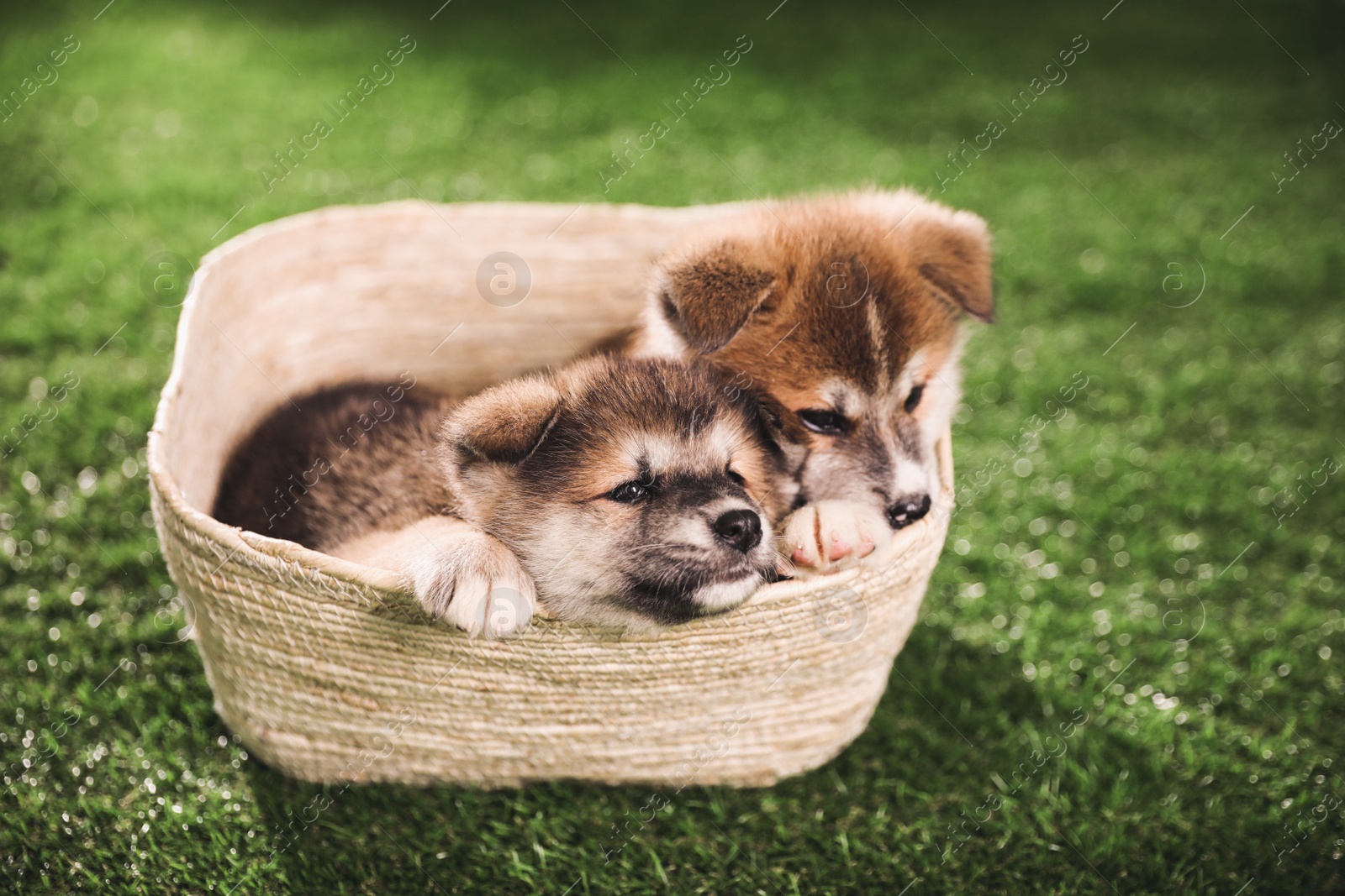 Photo of Cute Akita Inu puppies in basket on green grass outdoors