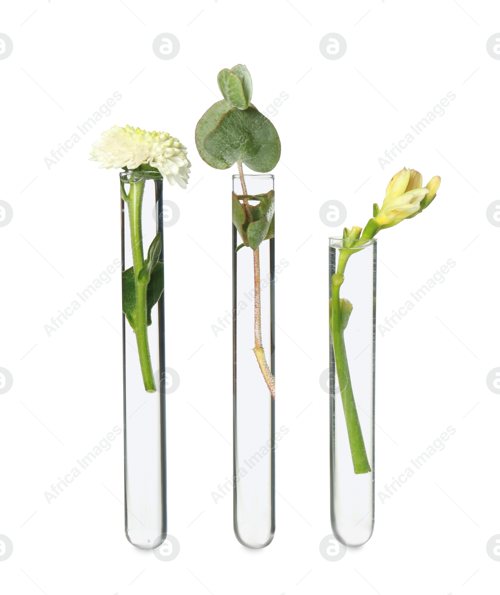 Photo of Different plants in test tubes on white background