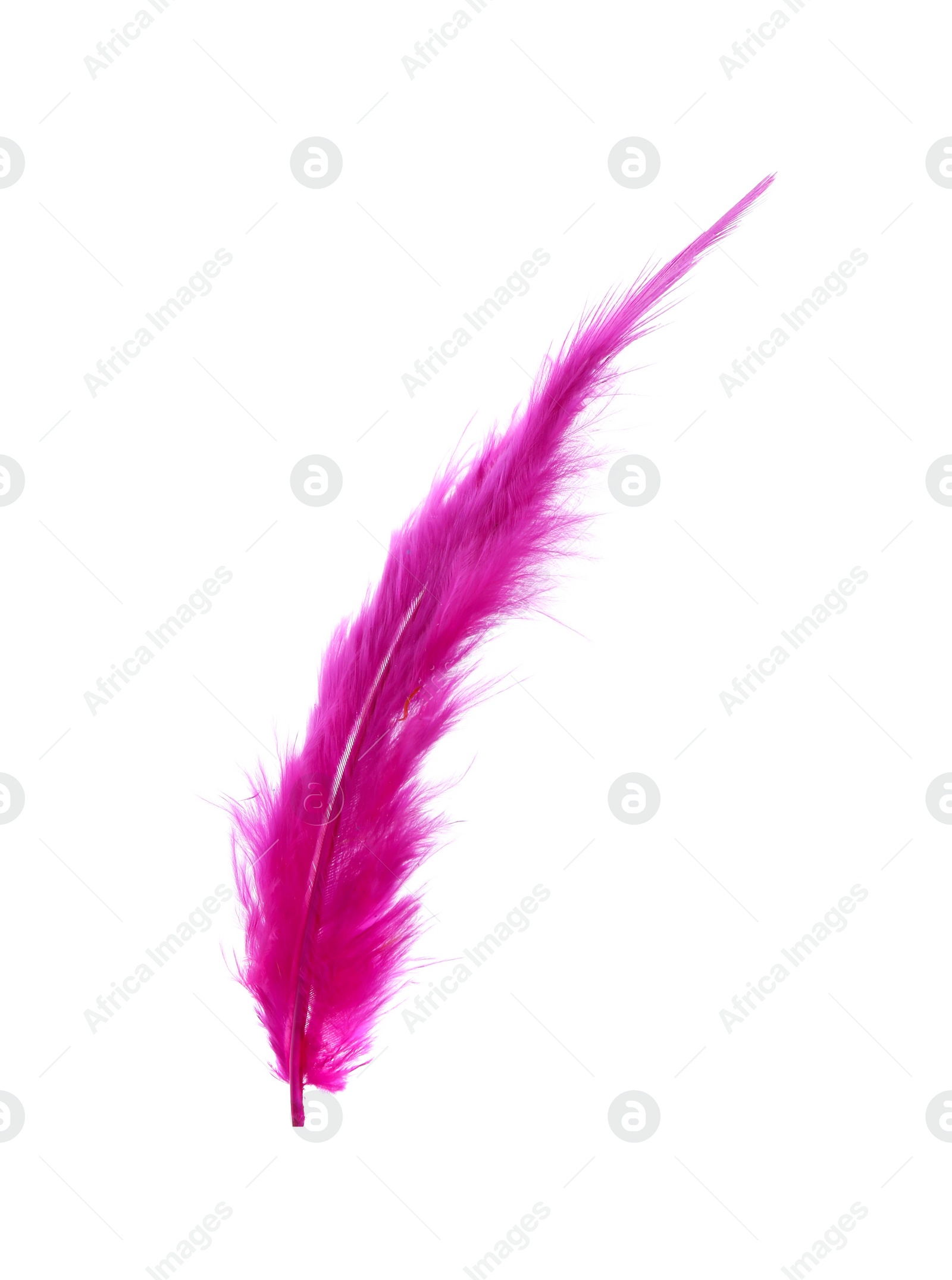 Photo of Fluffy beautiful magenta feather isolated on white