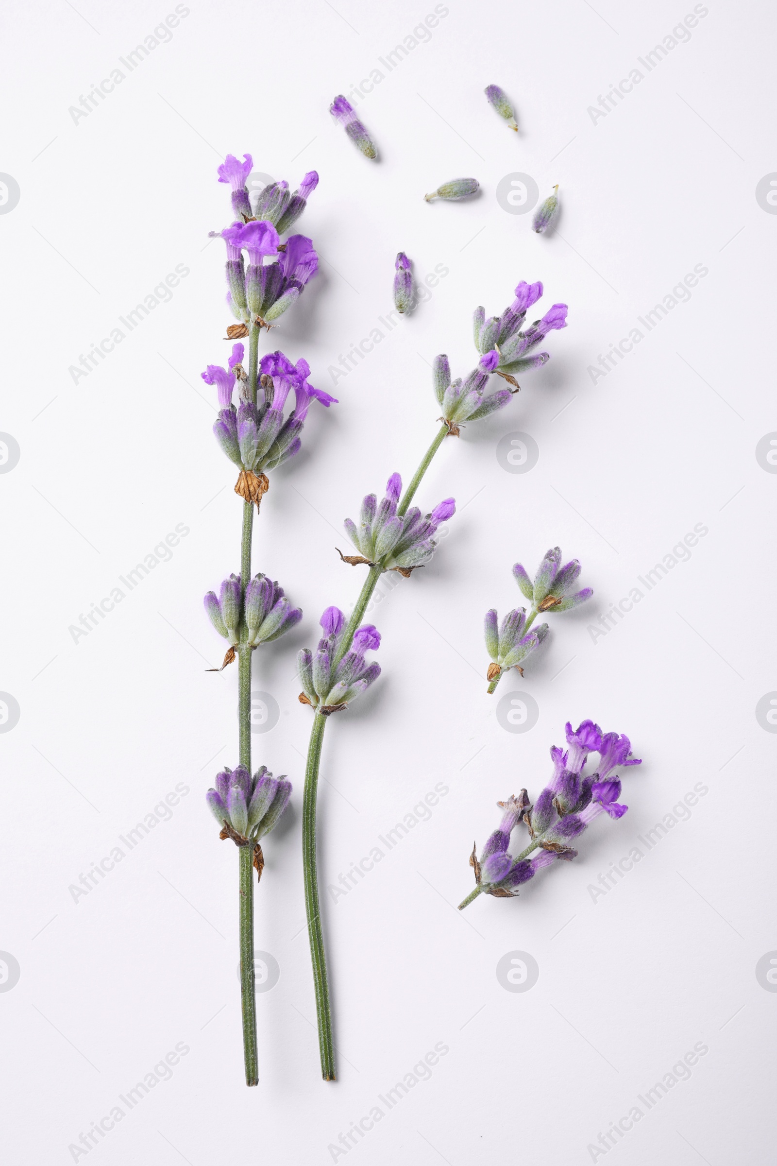 Photo of Beautiful aromatic lavender flowers on white background, flat lay