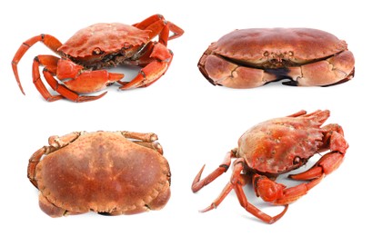 Image of Fresh cooked crab isolated on white, set