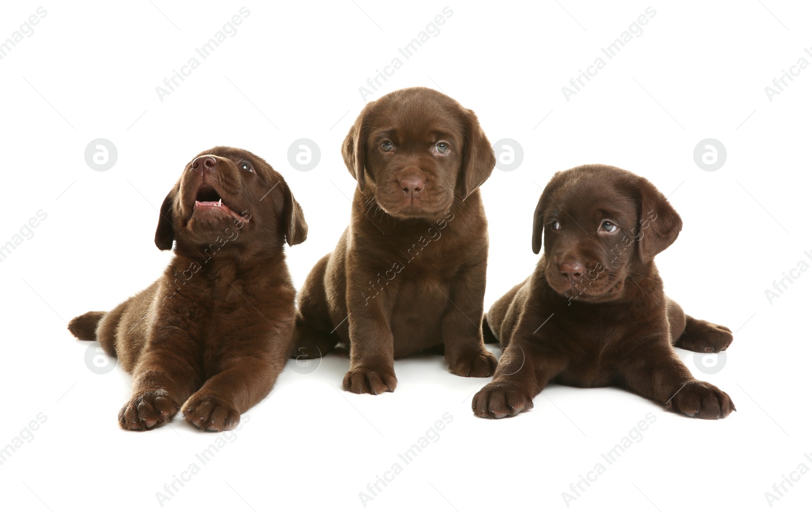 Photo of Chocolate Labrador Retriever puppies on white background