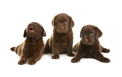 Chocolate Labrador Retriever puppies on white background