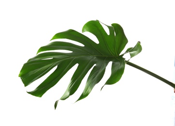 Fresh tropical monstera leaf on white background