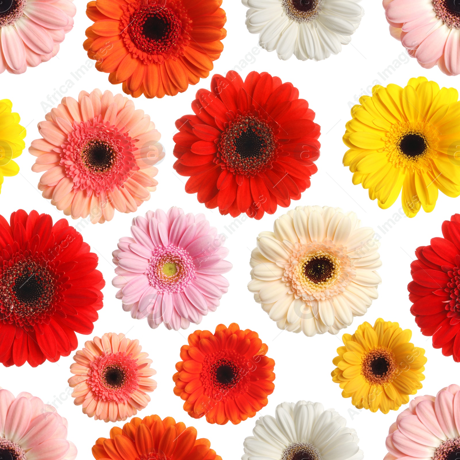 Image of Many beautiful gerbera flowers on white background