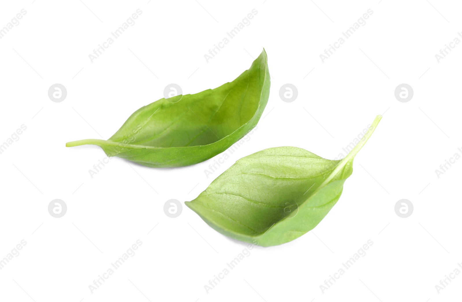 Photo of Fresh green basil leaves isolated on white