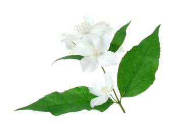 Photo of Branch of jasmine flowers and leaves isolated on white