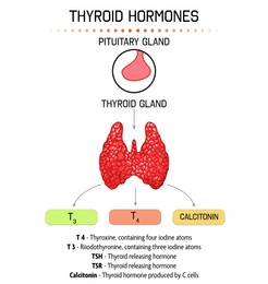 Illustration of Medical poster with thyroid hormones image on light background