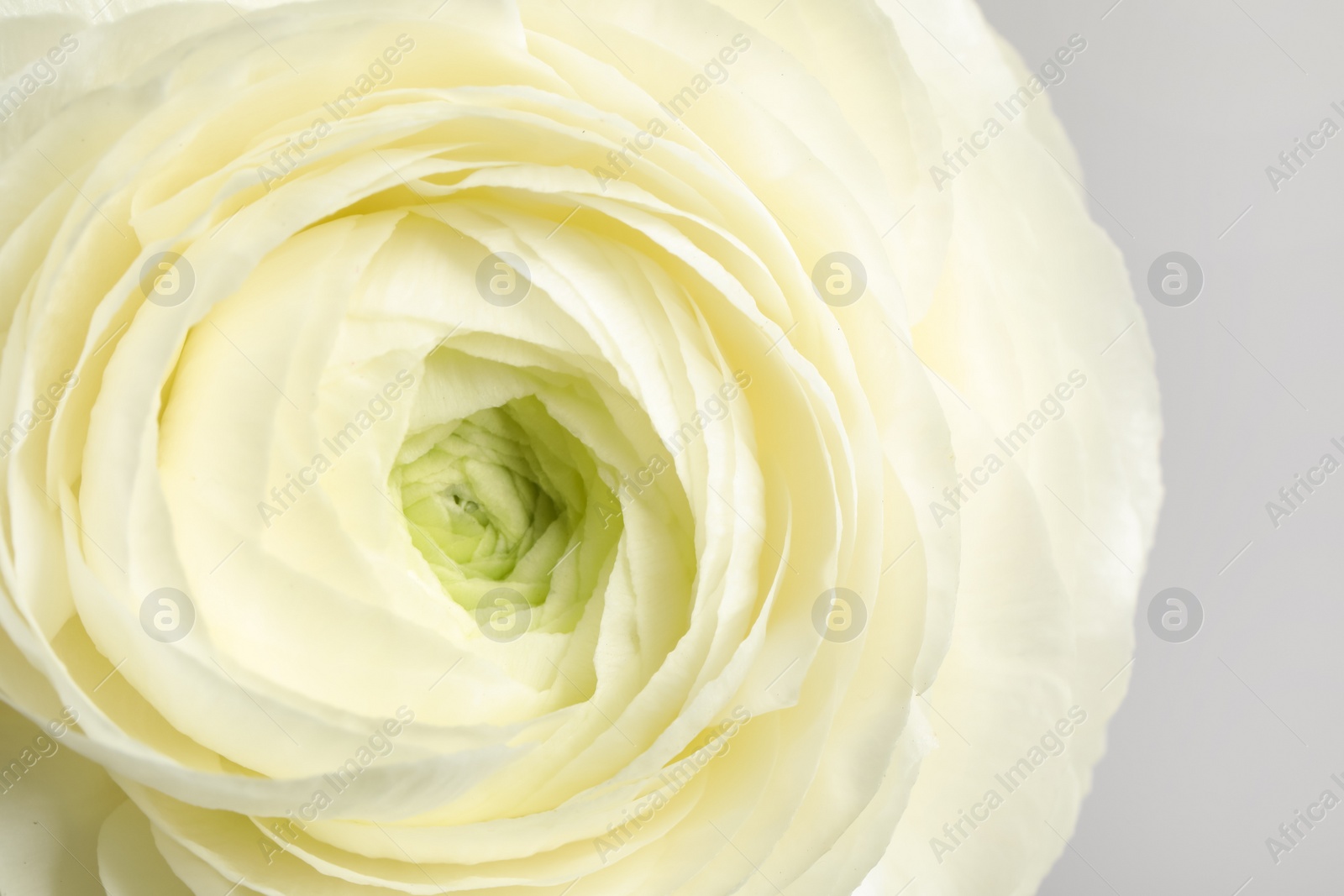 Photo of Closeup view of beautiful delicate ranunculus flower