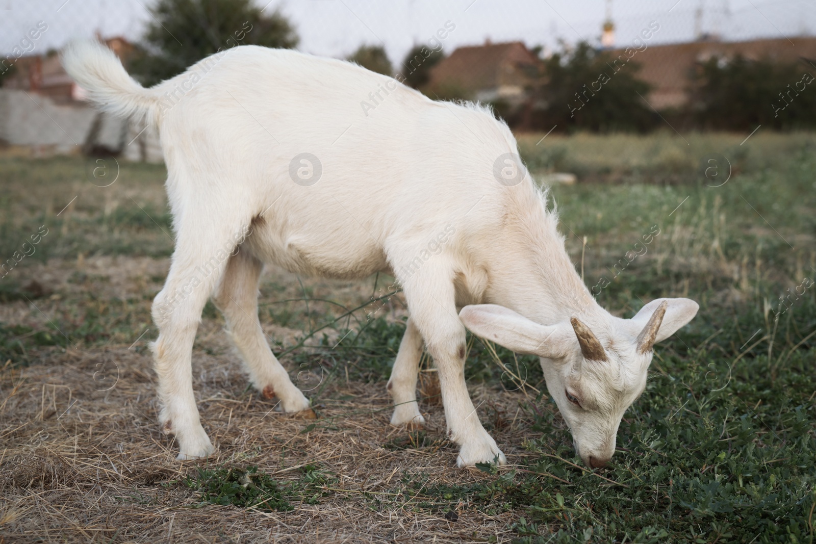 Photo of Cute goatling on pasture at farm. Baby animal