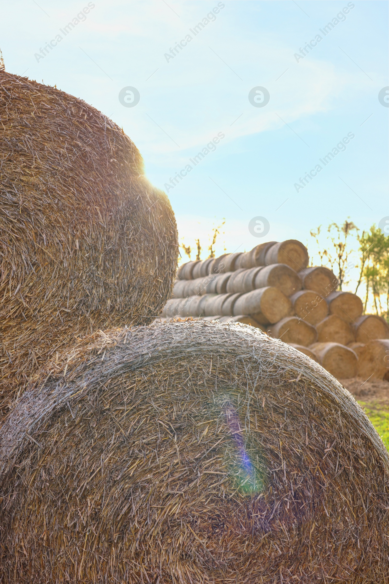 Photo of Many hay bales outdoors on sunny day, closeup