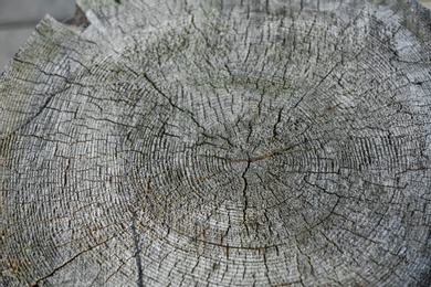 Wooden surface of stump as background, closeup