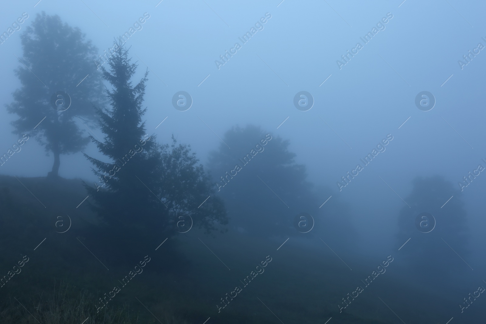 Photo of Picturesque view of foggy forest. Beautiful landscape