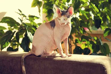 Photo of Adorable Sphynx cat on sofa at home. Cute pet