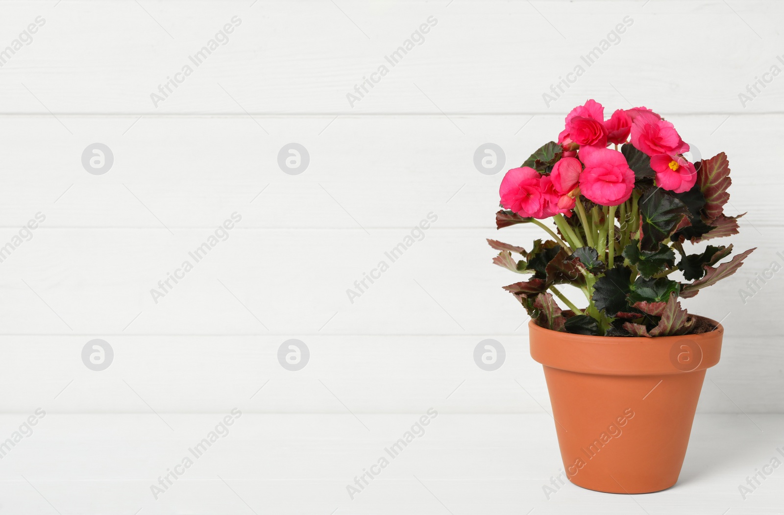 Photo of Beautiful blooming pelargonium flower in pot on white wooden table, space for text