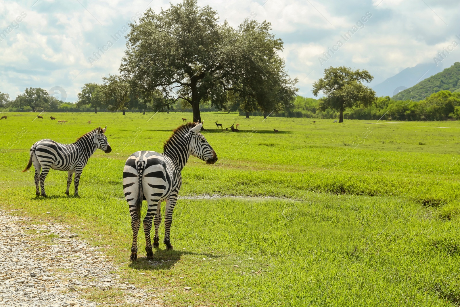 Photo of Beautiful striped African zebras in safari park