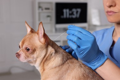 Photo of Veterinary holding acupuncture needle near dog's neck in clinic, closeup. Animal treatment