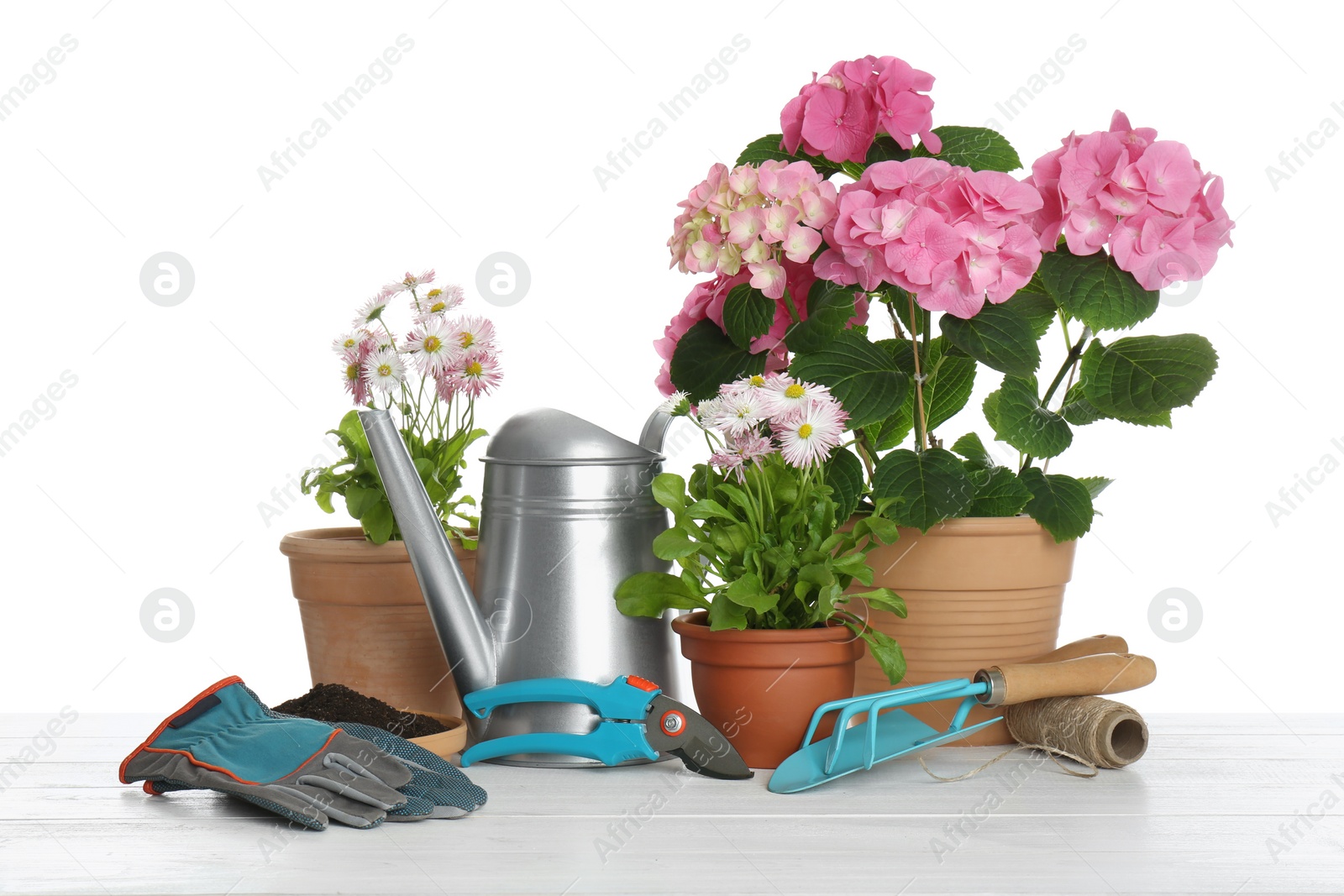 Photo of Beautiful potted plants and gardening equipment on wooden table against white background