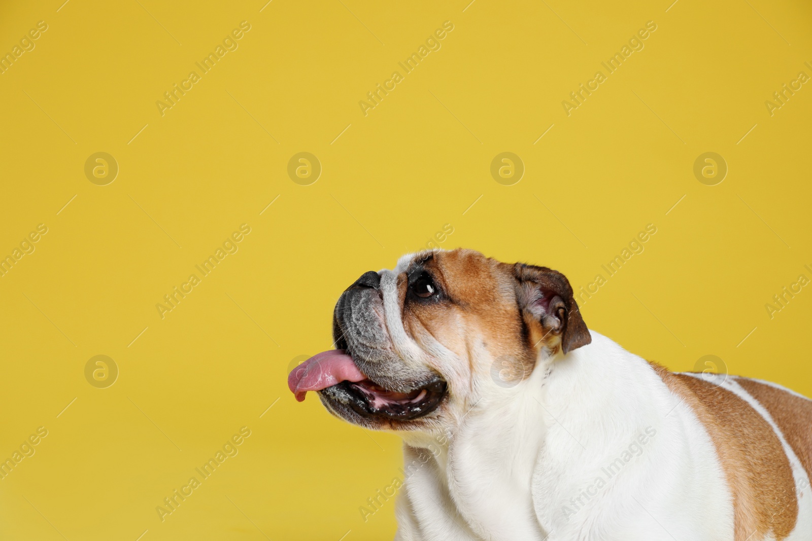 Photo of Adorable funny English bulldog on yellow background, space for text