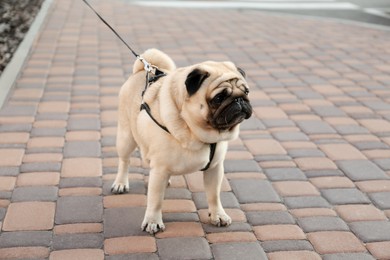 Cute pug with leash outdoors. Dog walking