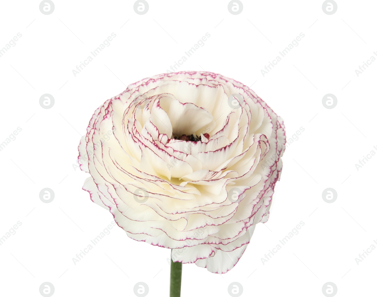 Photo of Beautiful spring ranunculus flower isolated on white