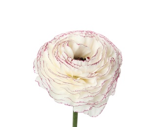 Photo of Beautiful spring ranunculus flower isolated on white