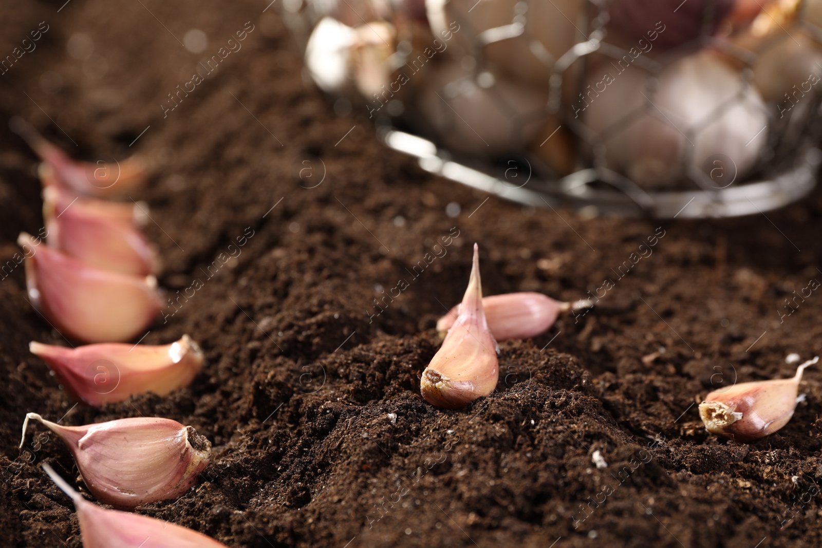 Photo of Garlic cloves in fertile soil, closeup. Vegetable planting