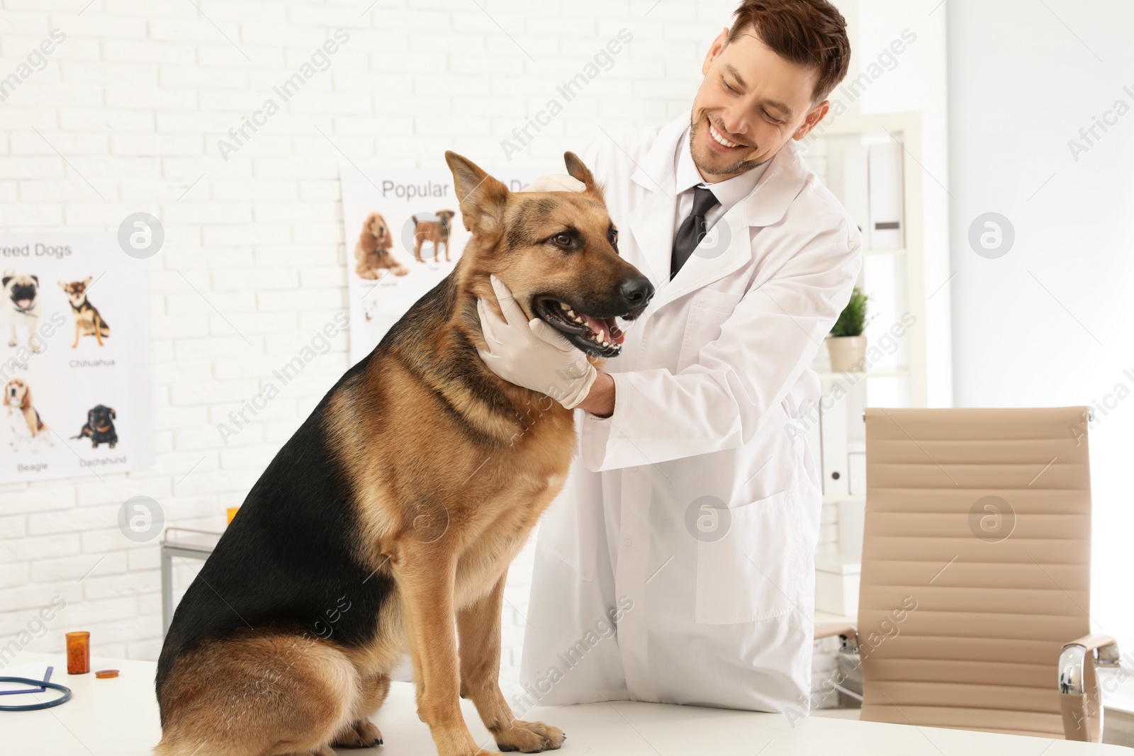 Photo of Professional veterinarian examining German Shepherd dog in clinic