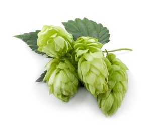 Fresh ripe green hops on white background