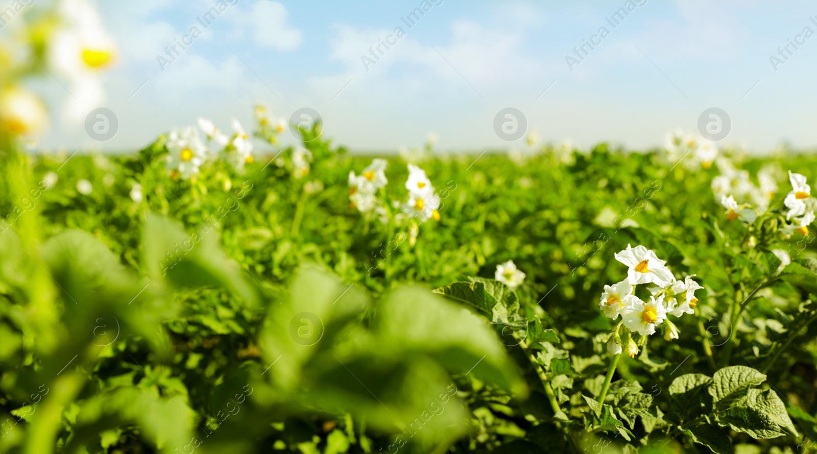 Photo of Beautiful field with blooming potato bushes on sunny day