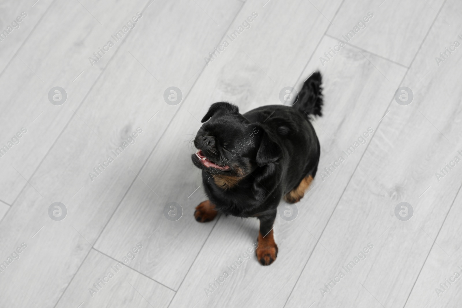 Photo of Adorable black Petit Brabancon dog sitting on wooden floor, above view
