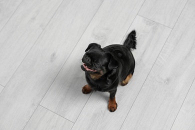 Adorable black Petit Brabancon dog sitting on wooden floor, above view