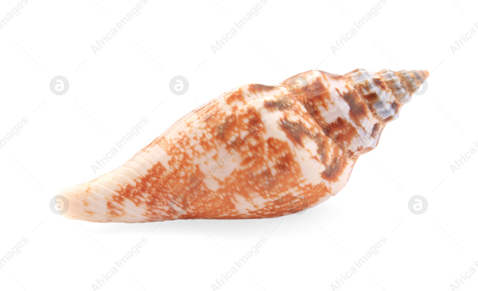 Photo of Beautiful seashell isolated on white. Beach object