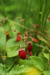 Photo of Ripe wild strawberries growing outdoors. Seasonal berries